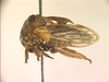 Beaufortianini Wallace & Deitz, 2004: _Beaufortiana distantii_. (Otu).