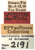 Other on Eutettix (Eutettix) bartschi Van Duzee, 1909: (Observation).