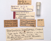 CollectionObject 1542398; ebacdc3e-60e7-4141-a356-3953e0075b59, CNMS 5532: labels (holotype). (CollectionObject).