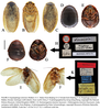 Eupolyphaga sinensis (Walker, 1868): (Otu).