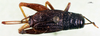 CollectionObject 1501928; cd823984-0bbf-47e7-9c0d-a6d4b958348b: female, dorsal view. (CollectionObject).