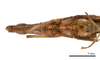 CollectionObject 1538215; c9cc2101-506e-4158-abe6-879d12152ad3: male head and torax, ventral view (holotype of Acrida bara). (CollectionObject).