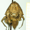 CollectionObject 1585768; 08c13fe3-1bc1-4da2-9b46-f30d14a001ff: female, frontal view (syntype). (CollectionObject).