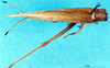 CollectionObject 1537572; b1c17bb6-b8a6-4d1b-bd1c-f113a1cfacfc: female, dorsal view (holotype). (CollectionObject).