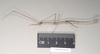 CollectionObject 1557971; 9c057d24-65f4-4e8d-8929-50c02566117d: copyright Natural History Museum, London. male, lateral view (holotype). (CollectionObject).