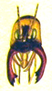 Spizaphilus alatus (Butler, 1880): Pl. I, Fig, 1. male face. (Otu).