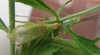 Oecanthus texensis Symes & Collins, 2013: male, dorsal view. (Otu).