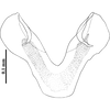 Aedeagus, ventral view: dorsal view. (Observation).