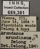 Other: !! display not done !! on Arundanus arundineus (DeLong, 1926): Labels. (Observation).