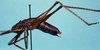 CollectionObject 1533117; e07400f4-2ed9-4ccf-99c2-e83ec9b8cb44: male (holotype). (CollectionObject).