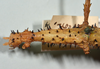 CollectionObject 1556966; a89197eb-23aa-4902-b0f8-bc0103067a78: copyright CMNZ, Christchurch. female of synonym Acanthoxyla suteri: head & thorax, dorsal view (syntype). (CollectionObject).