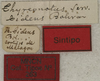 CollectionObject 1535197; 2e25c506-521d-4fc0-b461-bbe7b2a2751a: labels (syntype). (CollectionObject).