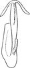 Aedeagus, ventral view: Aedeagus, ventral view. (Observation).
