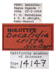Other on Docalidia crista Nielson, 1982: (Observation).