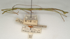 CollectionObject 1559964; 6428ac6f-2817-4b06-9bdc-f189e659a2ab: copyright St. Petersburg. male, lateral view (holotype). (CollectionObject).