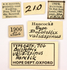 CollectionObject 1521842; OUM 704, cd123940-600e-4206-b4f0-8854e202de7a: female, labels (holotype). (CollectionObject).