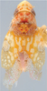 Habitus, dorsal view on Eualebra smithii Baker, 1899: Habitus (female). (Observation).
