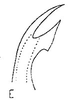 Aedeagus, lateral view: Aedeagus, lateral view. (Observation).