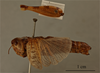 CollectionObject 1519437; 1309eccf-ff24-45fc-8a03-a07547b290c2: female, dorsal view, labels (holotype). (CollectionObject).