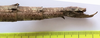 CollectionObject 1597679; 0c981c47-2724-4cb7-9f80-a067884b2742: copyright CEIOC Rio de Janeiro. female of synonym Cladomorphus petropolisensis: end of abdomen, lateral view (holotype). (CollectionObject).