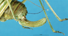 CollectionObject 1507205; 6d949e5d-1b91-4fb8-8c77-1dfc4e5cc752: female ovipositor (identified as Isophya brevipennis). (CollectionObject).