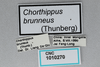 CollectionObject 2870568; CNCI 1010270, 3d61e2e9-145d-48b2-b239-fbc0836429dc: Chorthippus brunneus. (CollectionObject).