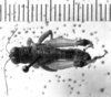 CollectionObject 1543604; df5d1572-b2ea-4caa-965f-73bef9a0b9db: Image Carbonell, C.S. male, dorsal view (lectotype). (CollectionObject).
