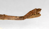 CollectionObject 1558941; a4f8c9ce-3e00-4566-a715-7e9bb44b7f56: copyright MNHU, Berlin. female: end of abdomen, lateral view (holotype). (CollectionObject).