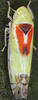 Habitus, dorsal view on Zyginella pulchra Löw, 1885: Habitus (male). (Observation).