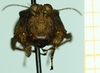 CollectionObject 1585168; eb60d7eb-7fb5-40c3-aa0a-9fc3ed24bf68: female, frontal view. (CollectionObject).