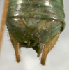 CollectionObject 1522239; 4c2d3553-bc57-408f-81ec-c4133d1b974d: male cerci (holotype). (CollectionObject).