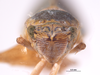 Head on Draeculacephala inscripta Van Duzee, 1915: (Observation).
