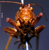CollectionObject 1503291; 1386ed40-3f35-459e-8015-a271b2b3290e: male, frontal view. (CollectionObject).