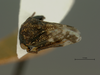 Habitus, lateral view on Brachycentrotus punctatus (Metcalf & Bruner, 1925): (Observation).
