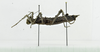 CollectionObject 1563903; 5255e8b9-26ec-42c1-9cb9-9384b7fa318d: Copyright Instituto de Ciencias Naturales (ICN). female, lateral view (holotype). (CollectionObject).