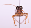 CollectionObject 1572199; eb648f0f-2c6f-43f5-85ab-5bb112a2c1b0: male, frontal view (holotype). (CollectionObject).
