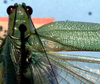 CollectionObject 1522518; 76f13f71-4d86-4f40-8f26-8e4cae4ce596: male pronotum and stridulatory apparatus (holotype). (CollectionObject).