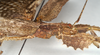 CollectionObject 1561358; 95b1cf49-2a4a-4571-84bc-429fba99cabd: copyright MIZ, Warsaw. female: head and thorax, lateral view (syntype). (CollectionObject).;CollectionObject 1561359; 7fea4d77-908e-4597-9734-c9a775e418e4: copyright MIZ, Warsaw. female: head and thorax, lateral view (syntype). (CollectionObject).