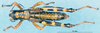 CollectionObject 1537600; 5a55f4e5-b93f-403a-82ec-8fd791f81fc6: male, dorsal view (paratype). (CollectionObject).