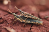 Pyrgomorpha (Pyrgomorpha) conica conica (Olivier, 1791): male and female. (Otu).