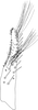 Subgenital plate, ventral view on Distantasca tuberculata (Zhang & Liu, 2010): Subgenital plate. (Observation).