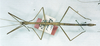 CollectionObject 1557670; 353bf9bc-7bc9-45df-8608-7e4a109bd66e: copyright MNHN, Panel coll., Paris. male (syntype). (CollectionObject).