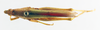 CollectionObject 1575267; 7838a50b-3bc3-492f-aaf1-b24a786aea8e: male, dorsal view (paratype). (CollectionObject).