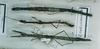 CollectionObject 1557734; f7b047b9-27bc-4814-b152-c7121b43f70d: copyright MNHN, Panel coll., Paris. female (syntypes - two, possibly a third also). (CollectionObject).