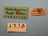 CollectionObject 1513185; 959f5e4d-f755-4f1f-b88b-a64dc265b04e, MLP3778/1: labels (paratype of Moluchacris bufo). (CollectionObject).