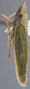 Habitus, lateral view on Draeculacephala robinsoni Hamilton, 1967: Lateral. (Observation).