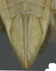 Ovipositor on Arocephalus (Arocephalus) languidus (Flor, 1861): Ovipositor. (Observation).