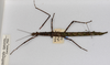 CollectionObject 1570613; 4e35e73f-82f0-4bc2-a824-a2563ccd1980: copyright MONZ, New Zealand. female of synonym Acanthoxyla speciosa (paratype). (CollectionObject).