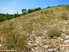 CollectionObject 1591376; 84363b0b-40da-40c5-8845-ec9683215ffc: habitat (BG: E Stara Planina Mountains, Kamchiya). (CollectionObject).
