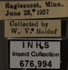 Other: !! display not done !! on Balclutha punctata (Fabricius, 1775): Labels. Labels for specimen with green color variation. (Observation).